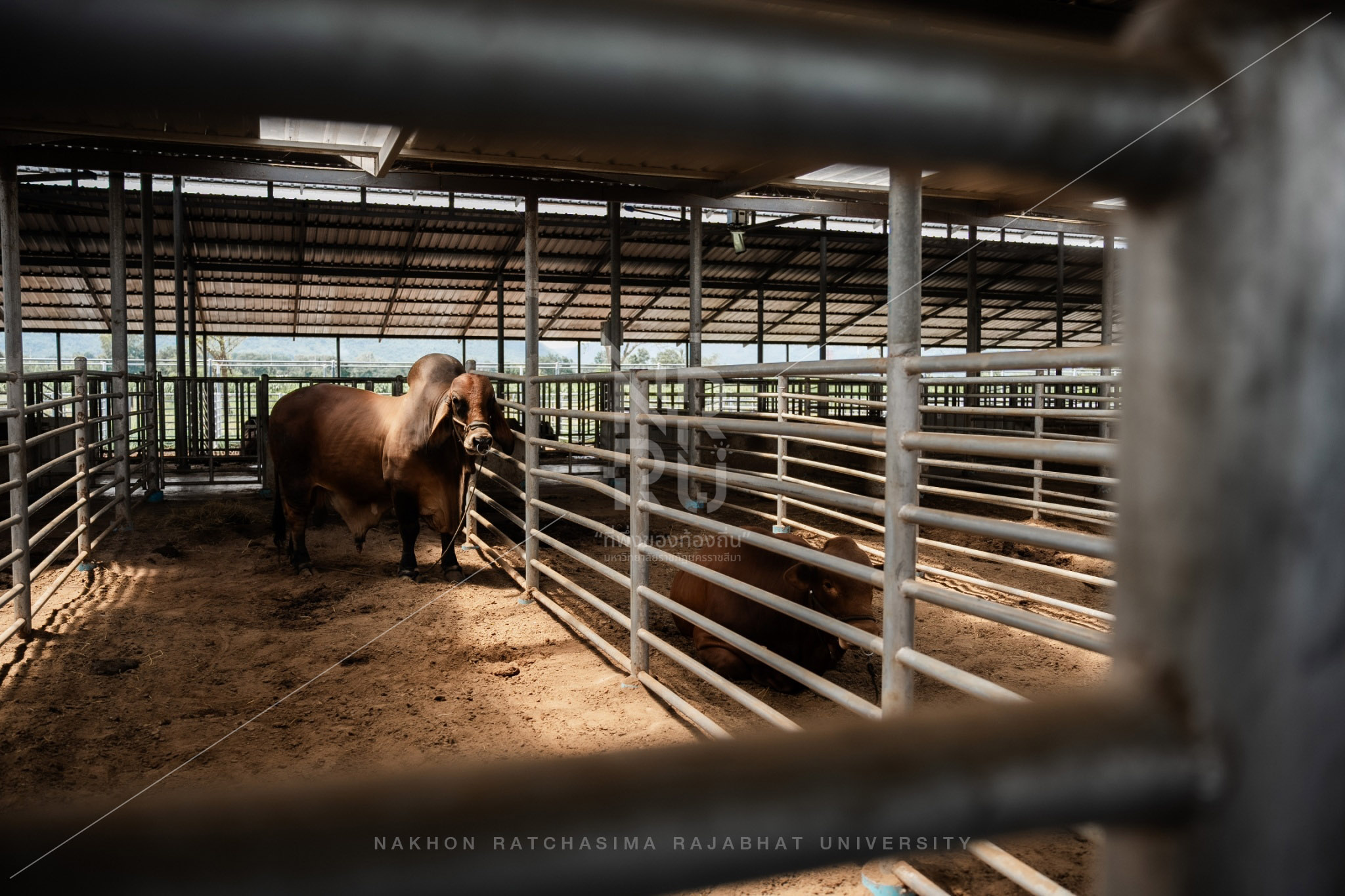 YZ Beef Cattle Farm in Si Khio District (19)